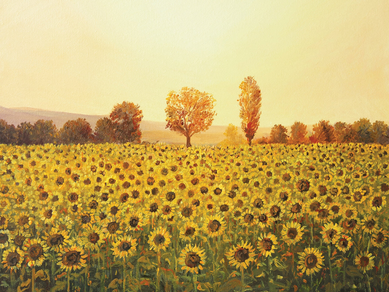 Sunflower Fields Late Summer