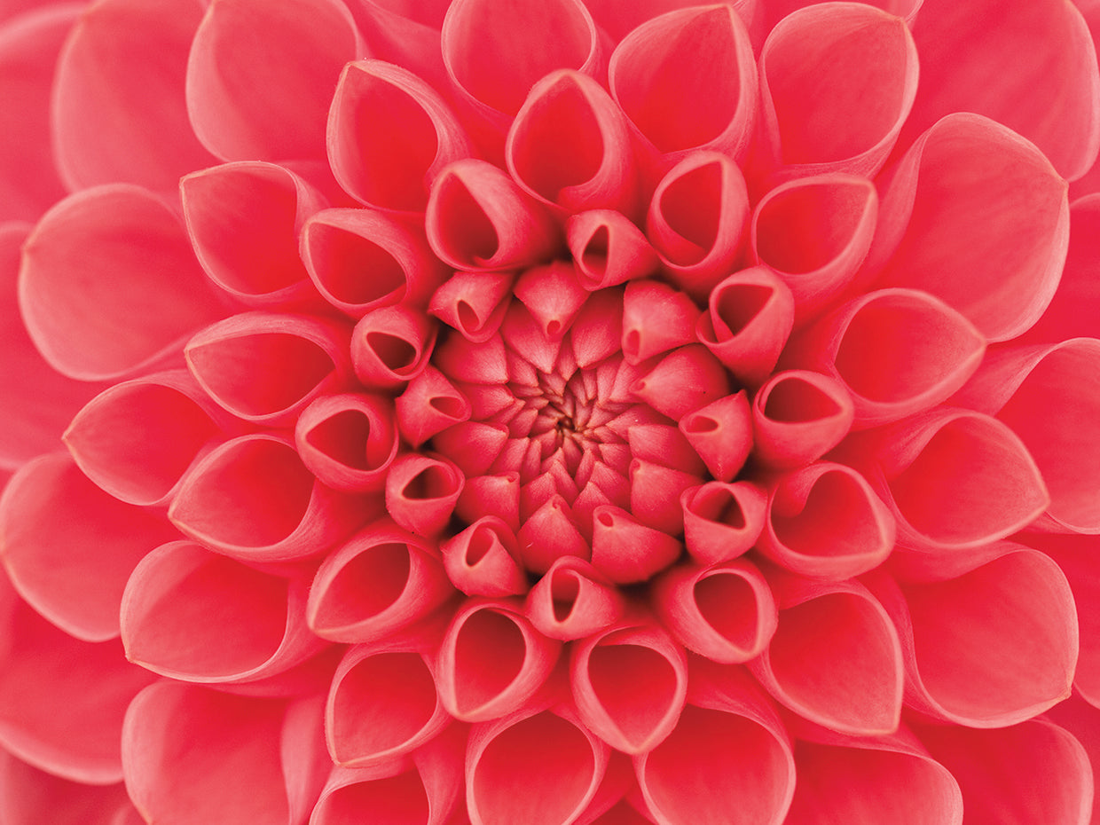 Arte en lienzo de primer plano de dalia rosa intenso