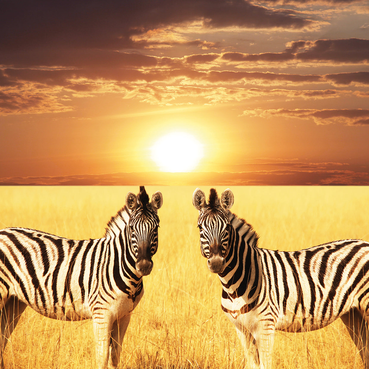 Zebra Sunset Meeting