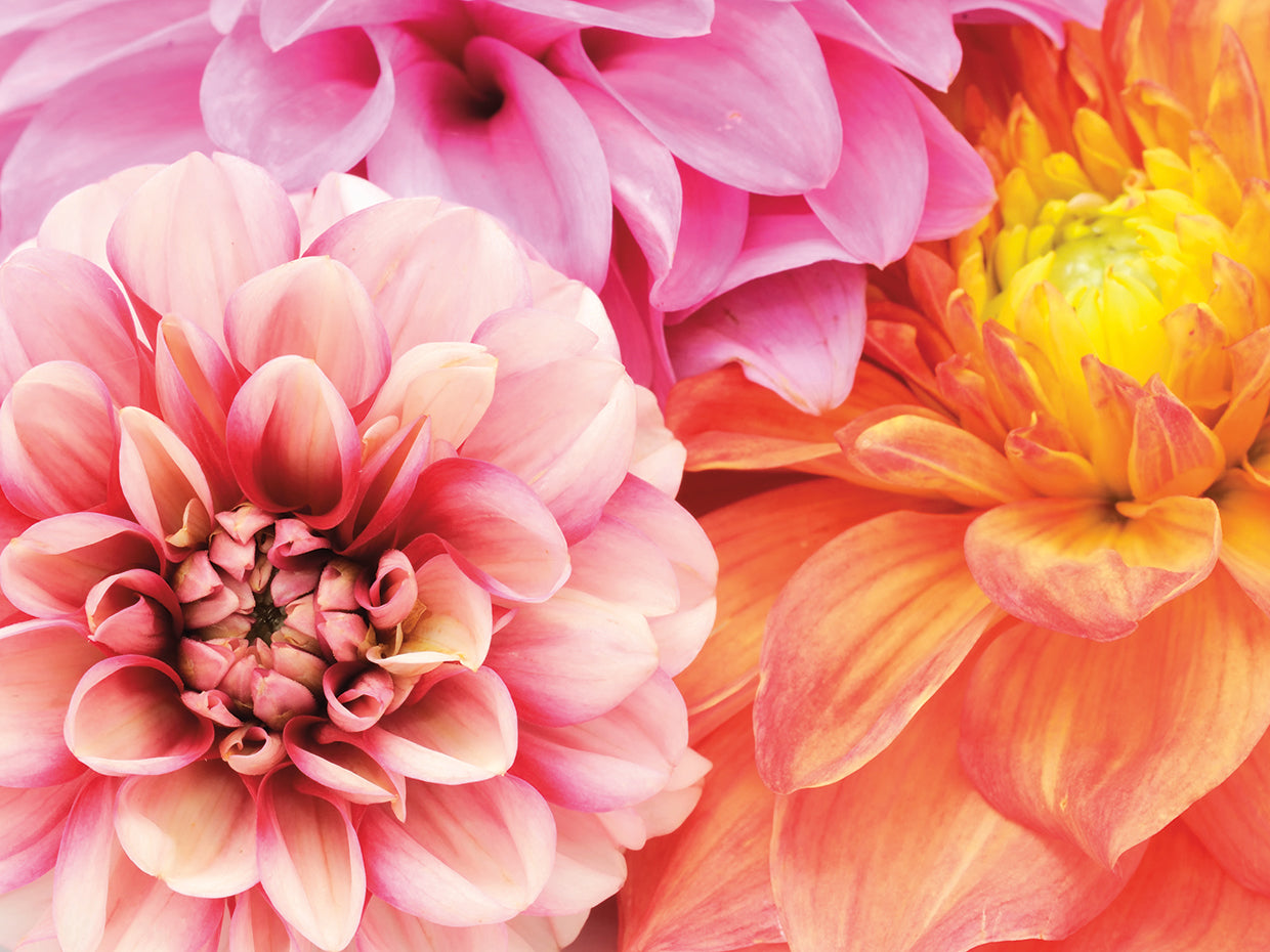 El arte de la lona de las dalias más dulces del verano