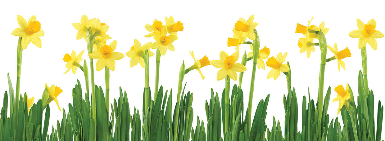 Arte de la lona de los narcisos que brotan