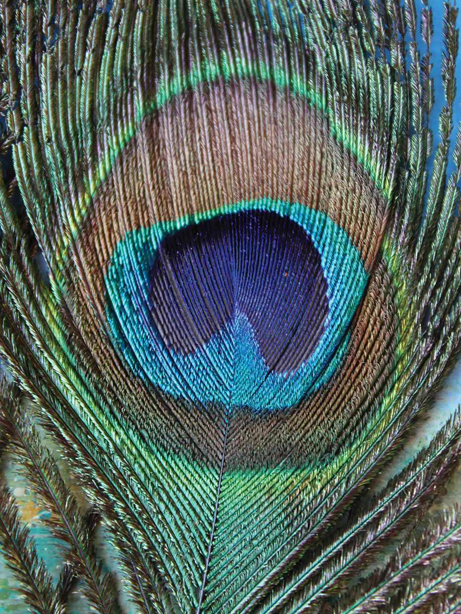 Arte de la lona de las plumas del pavo real de los ojos brillantes