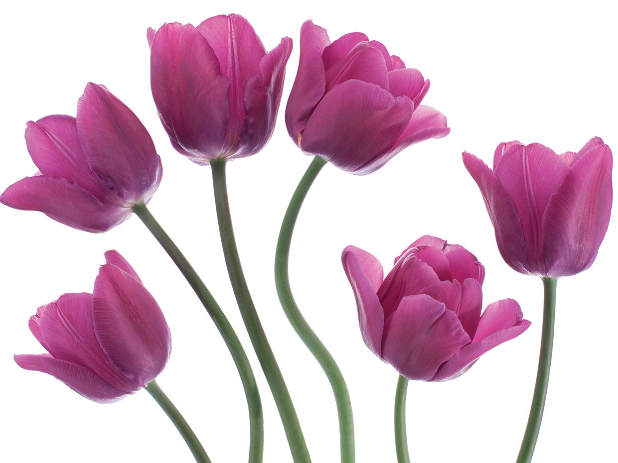 Arte de la lona de los tulipanes de la primavera de las gemas púrpuras