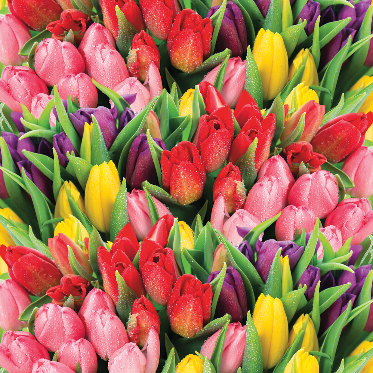 Lienzo de tulipanes del mercado holandés