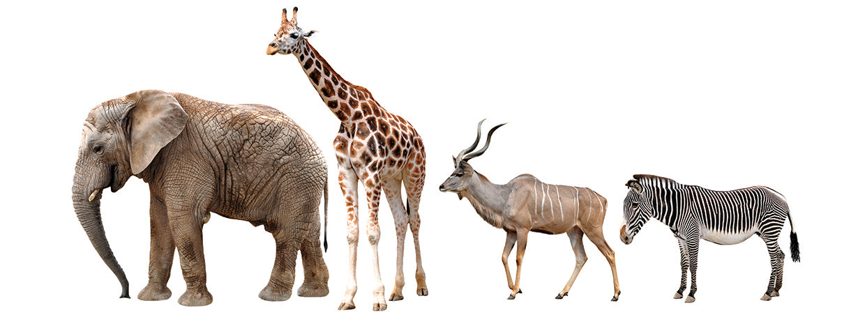 Arte de la lona de la vida silvestre africana