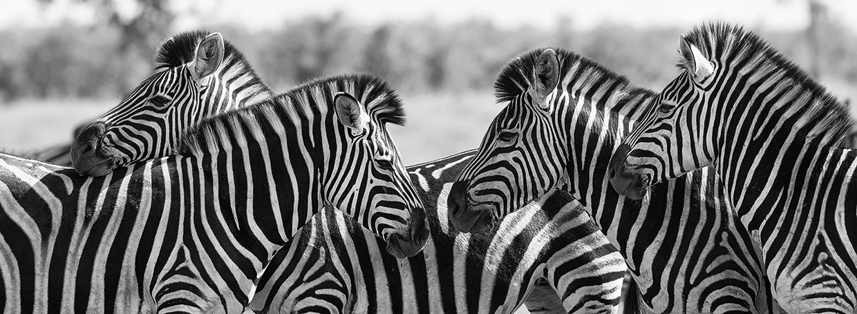 Zebra Zoom Meeting