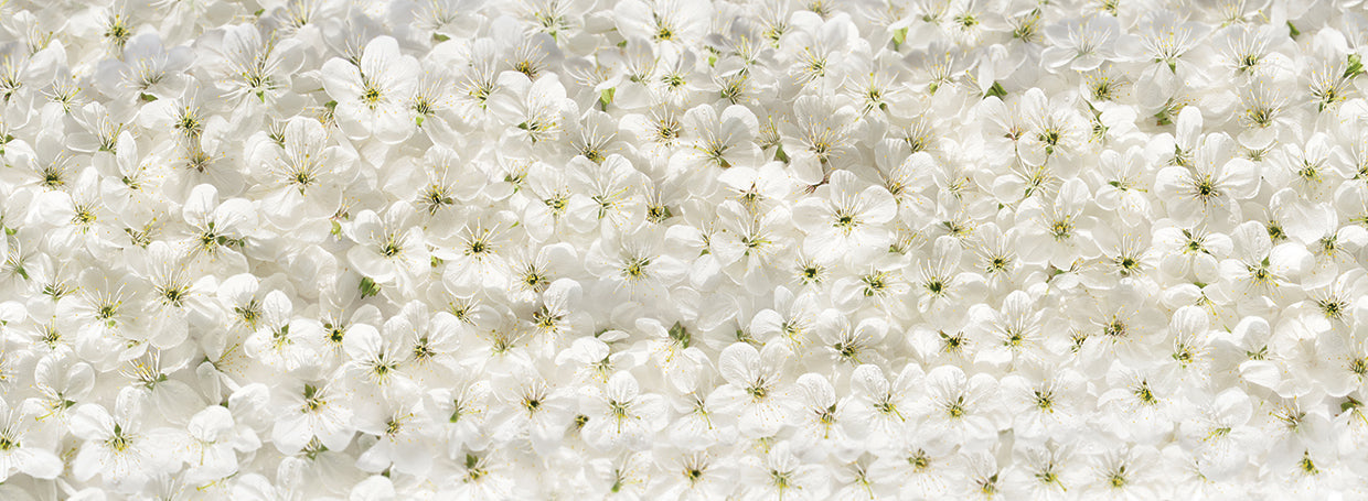 Arte de lienzo de alfombra de flor de cerezo blanco