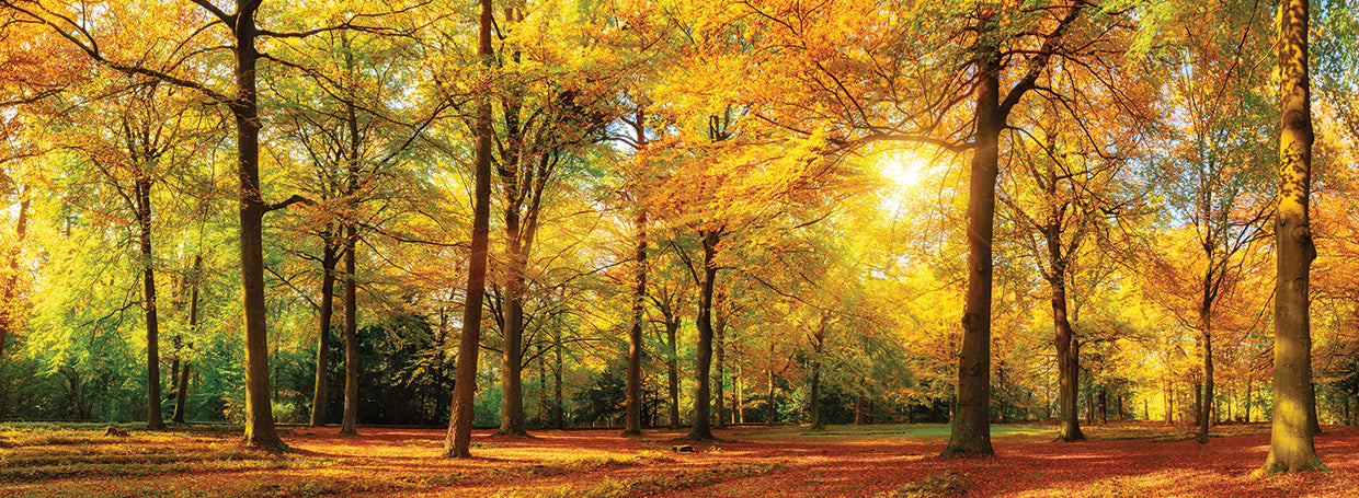 Perfect Autumn Day Forest Path