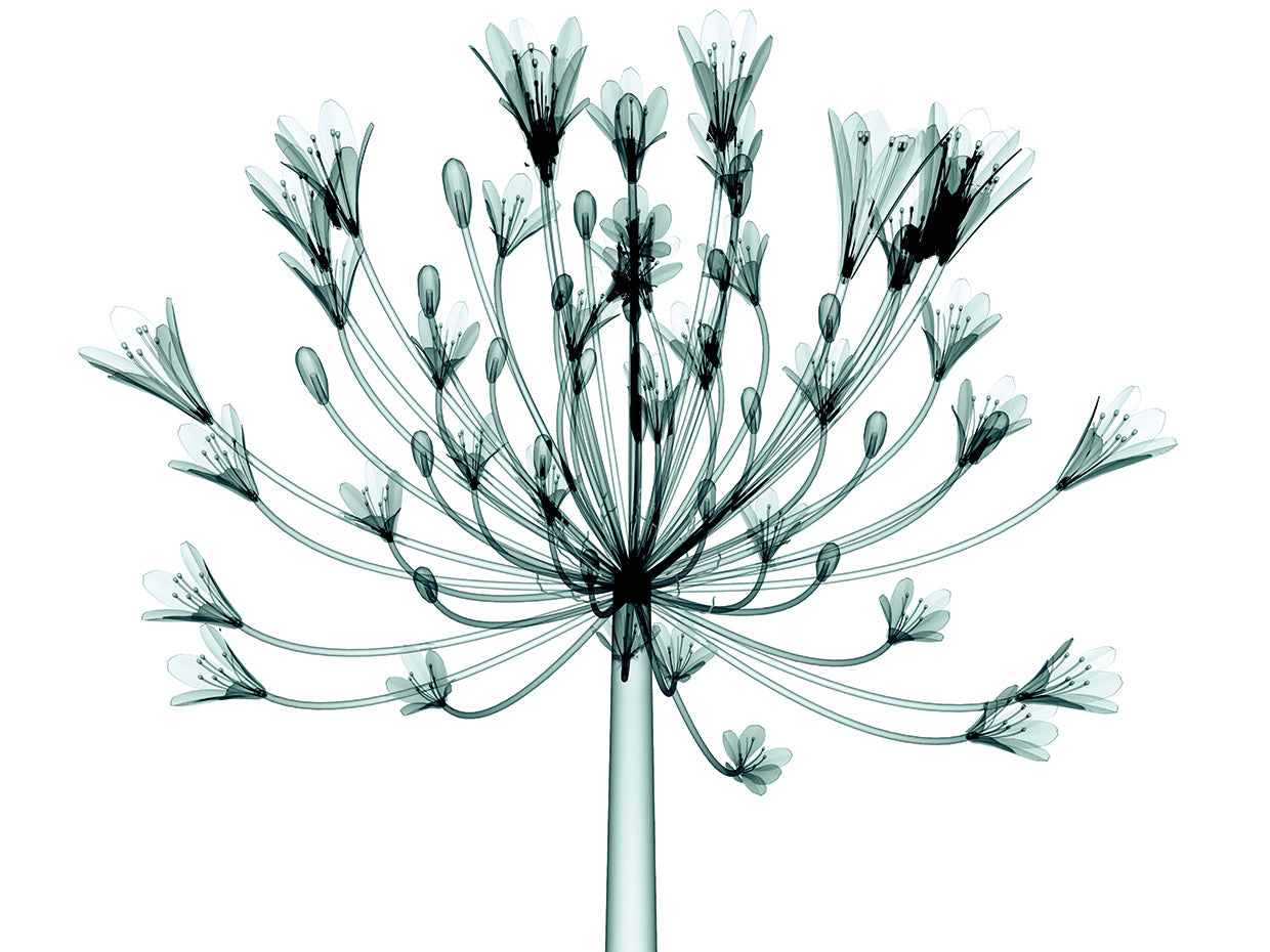 Black Glass Blooming Plant