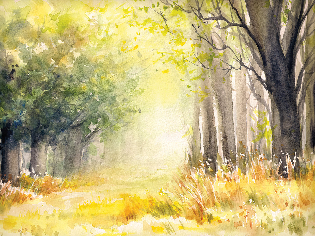 Sunny Summer Silvers Forest