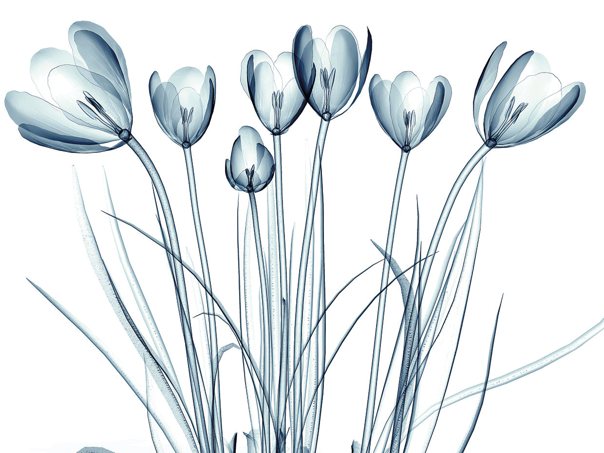 Silver X-Ray Crocus