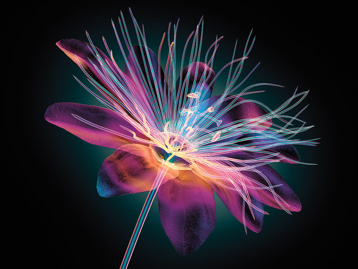 Arte de la lona de la flor de la pasión de cristal coloreado