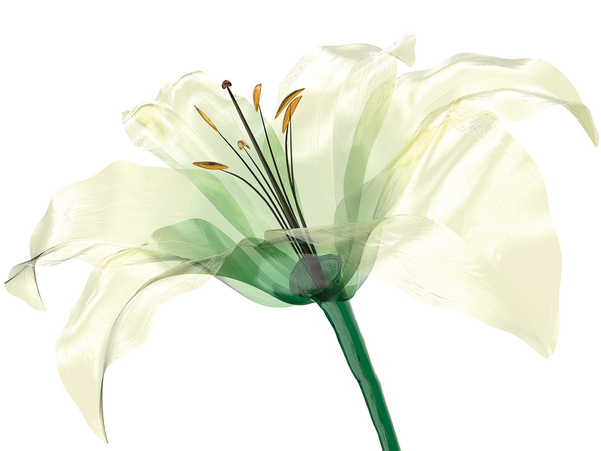 Arte de la lona de la flor del lirio del vaso de leche