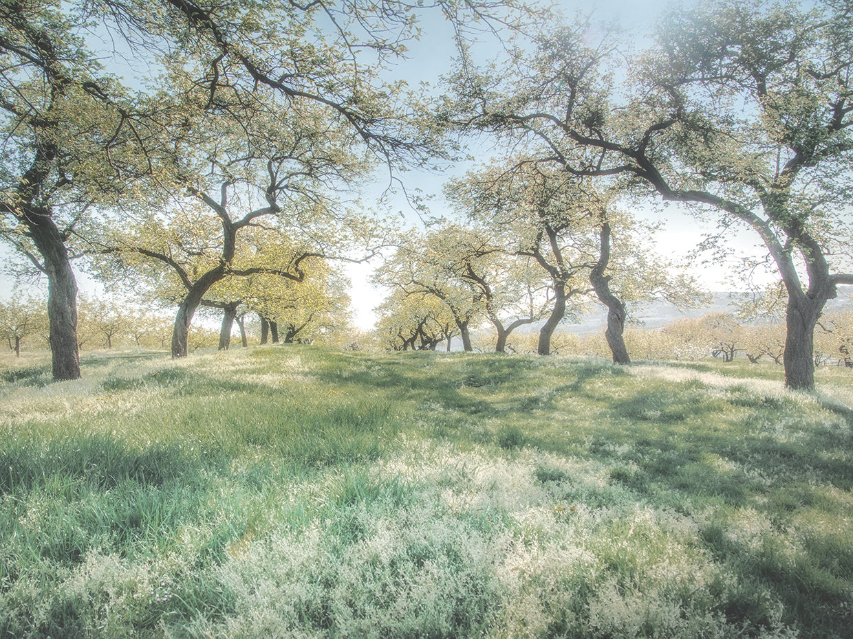 Charming Spring Mood