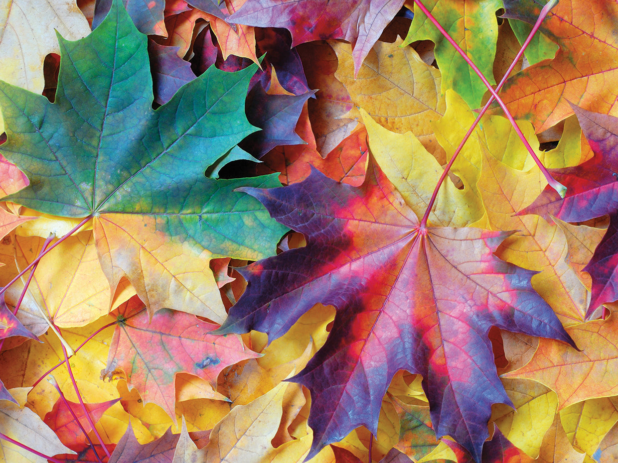 Falling Rainbow Leaves