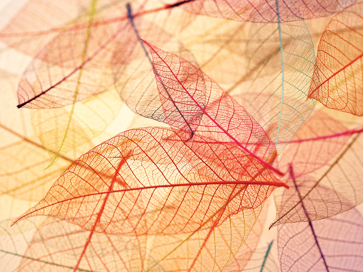 Warm Lace Leaves