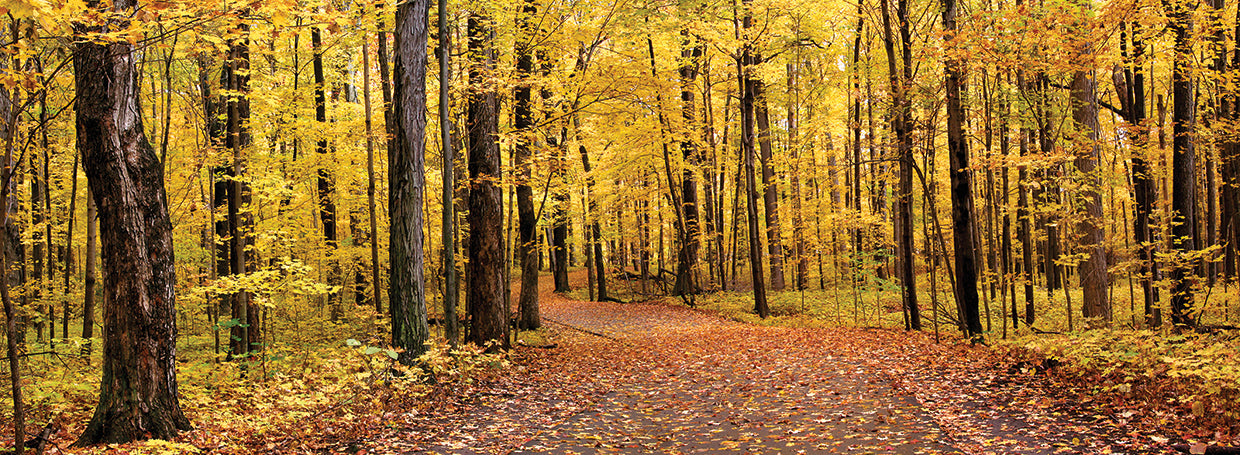 Michigan Autumn Path
