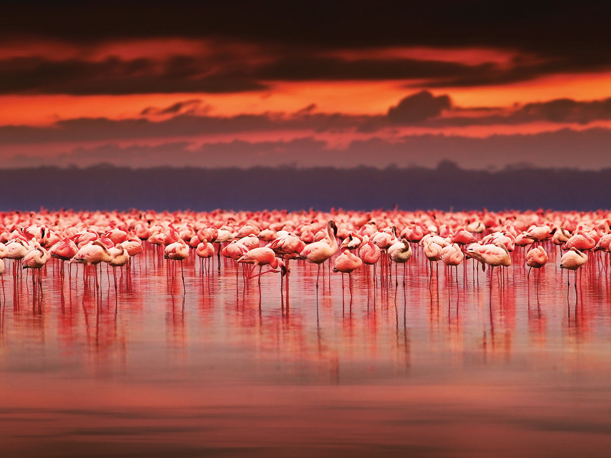 African Pink Flamingos