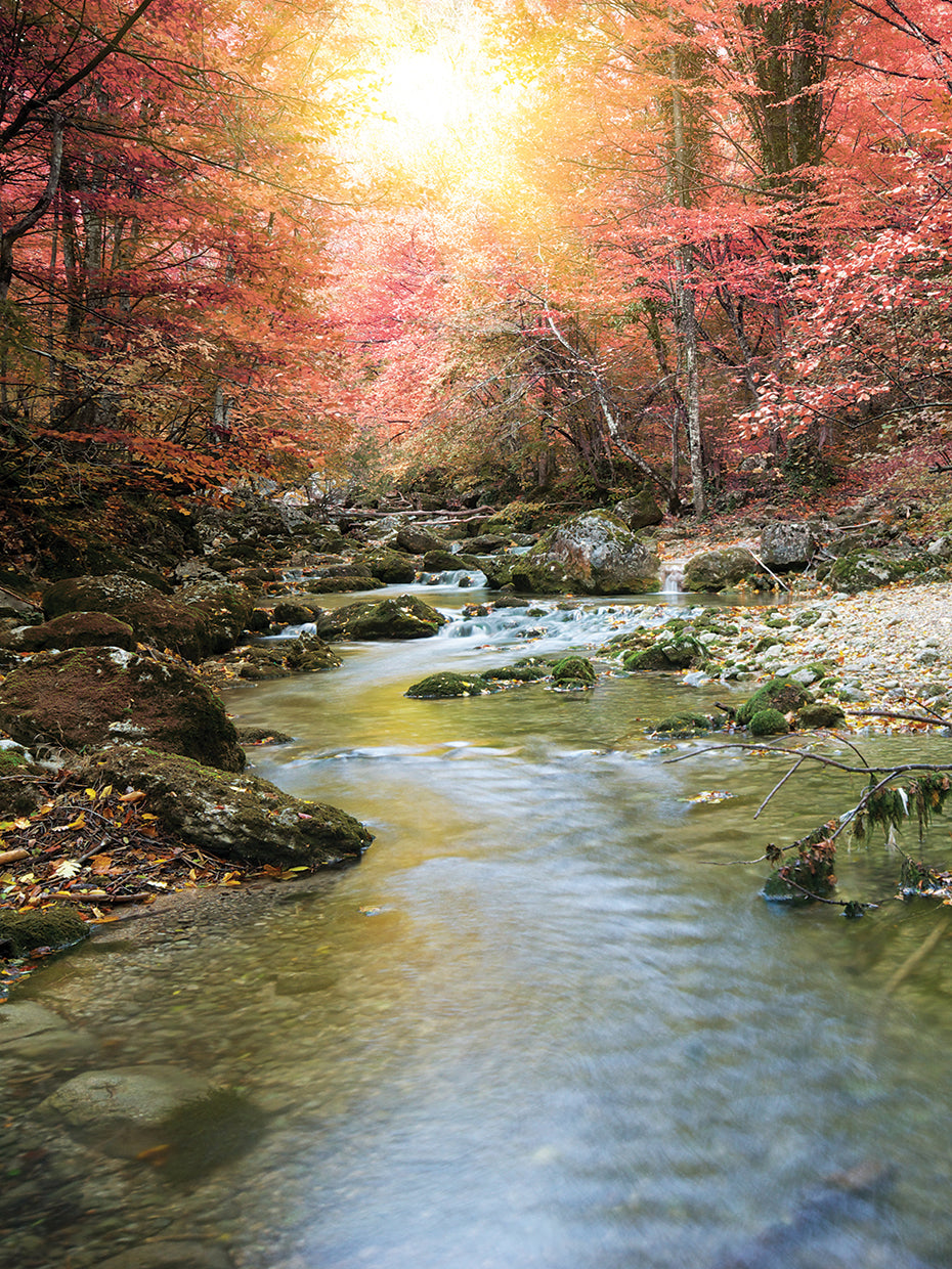 Bosque del resplandor del río Lienzo