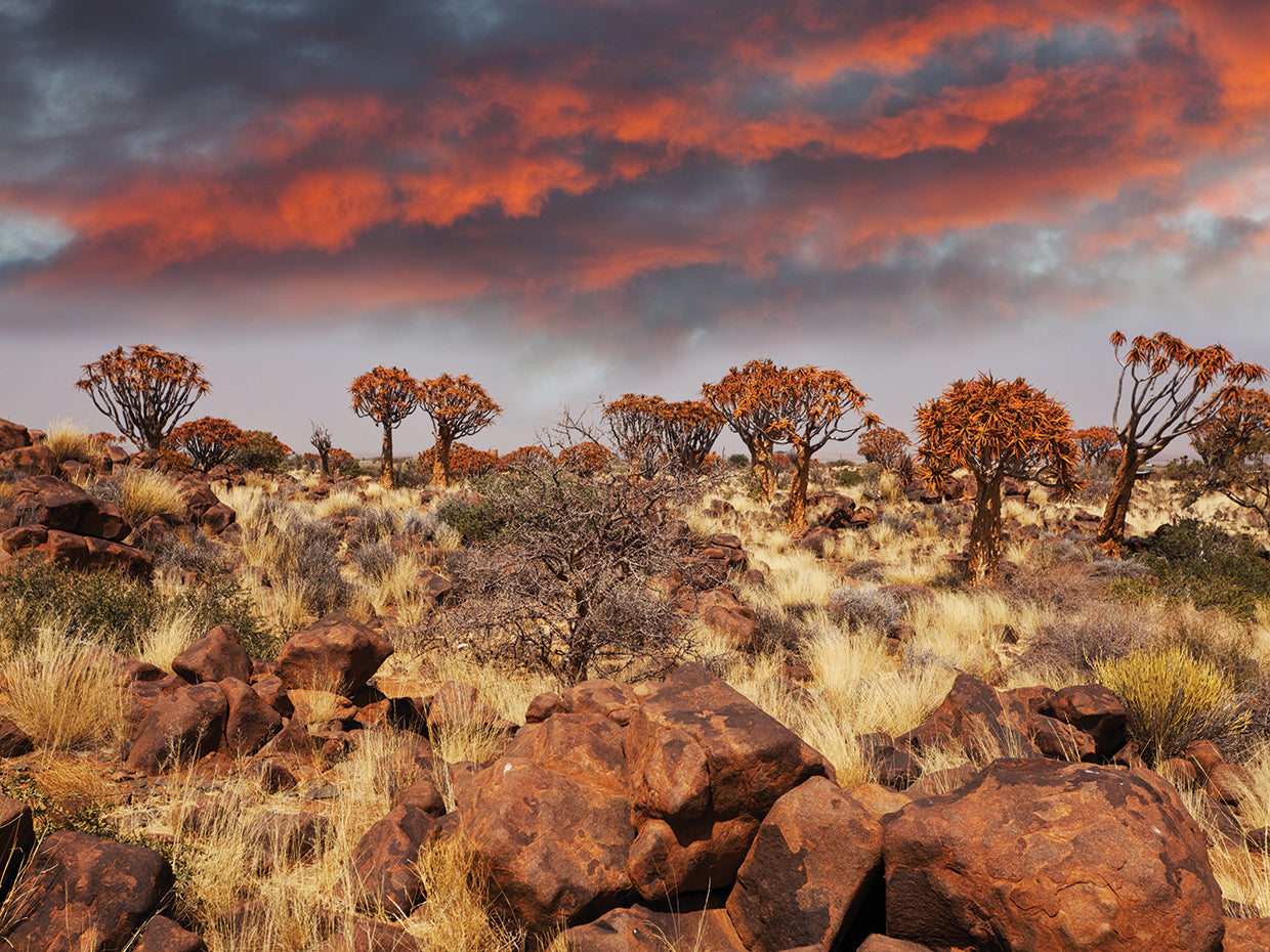 Lienzos Africa Quiver Trees