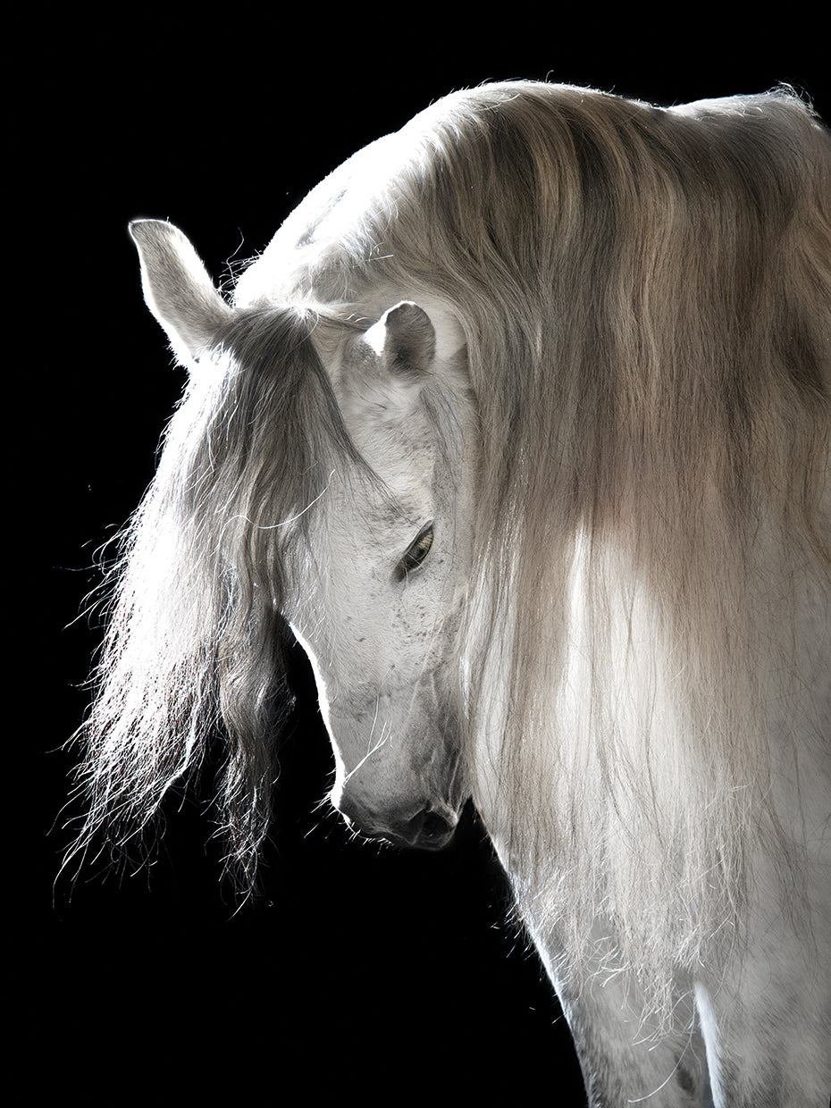Silver Andalusian Bow by DP Gallery is a beautiful contemporary equine photo printed on canvas or framed canvas