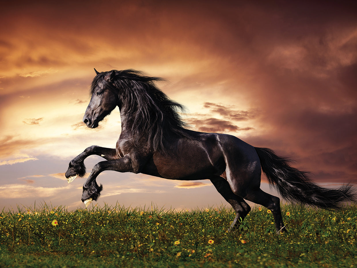 Gleaming Black Stallion