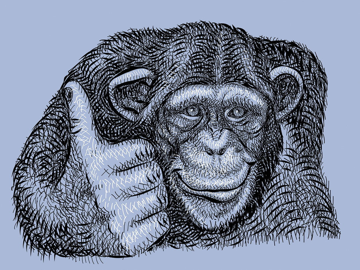 Pulgares arriba chimpancé Lienzo