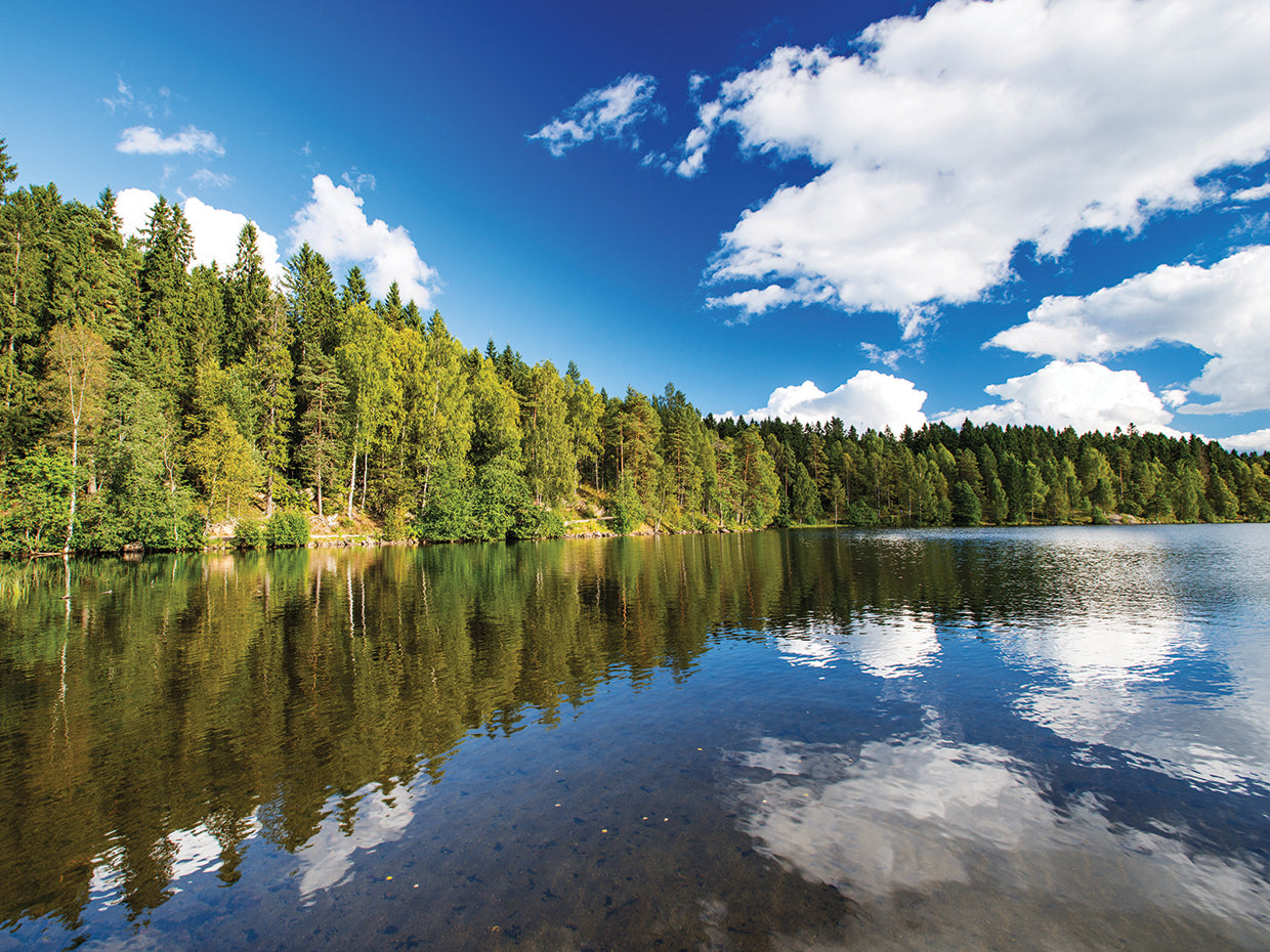 Lago del bosque de noruega Lienzo