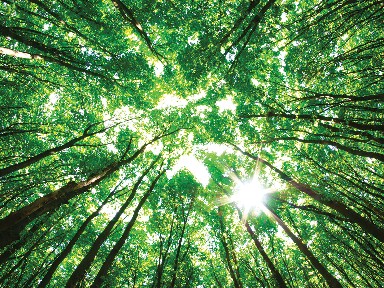 Bosque esmeralda brillante Lienzo