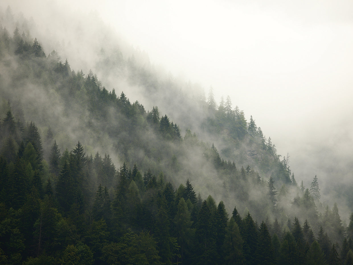 Diagonales del bosque brumoso Lienzo