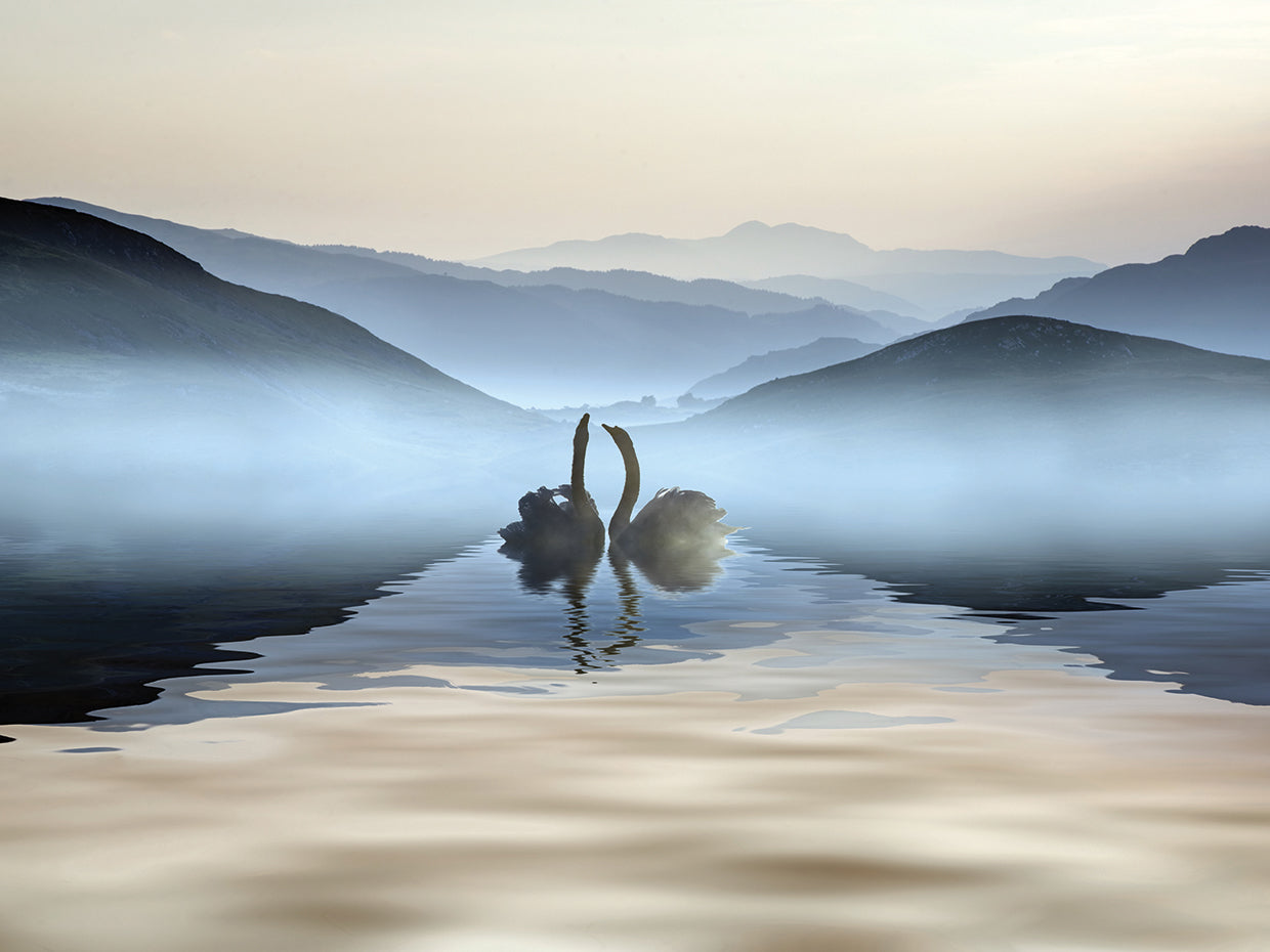 Romance del cisne brumoso Lienzo