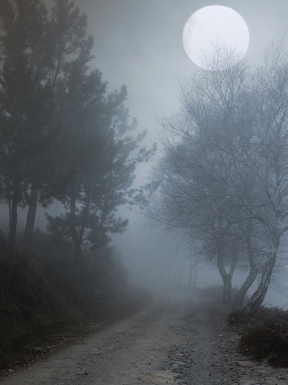 Sendero Moondance Lienzo