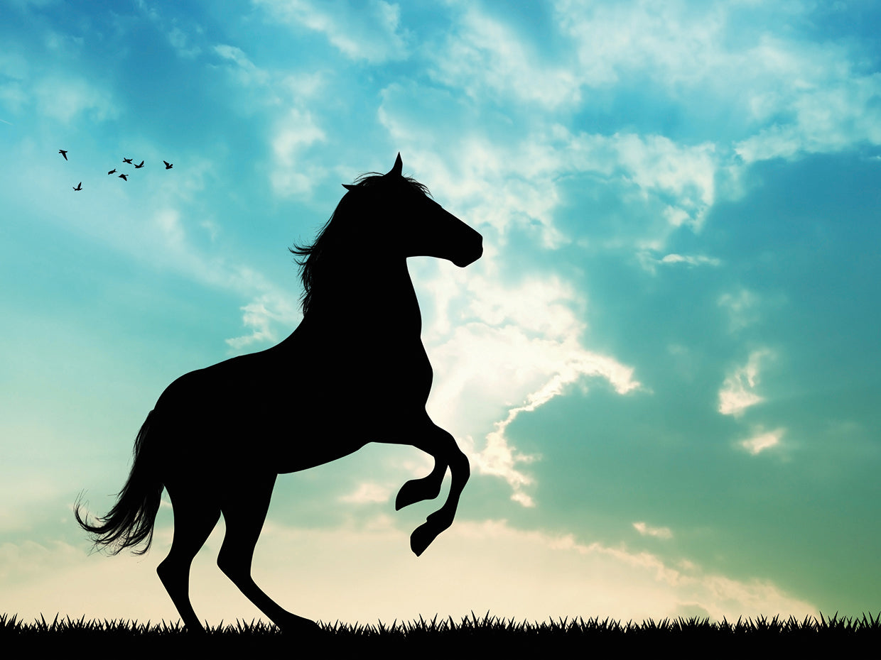 Black Stallion at Dusk