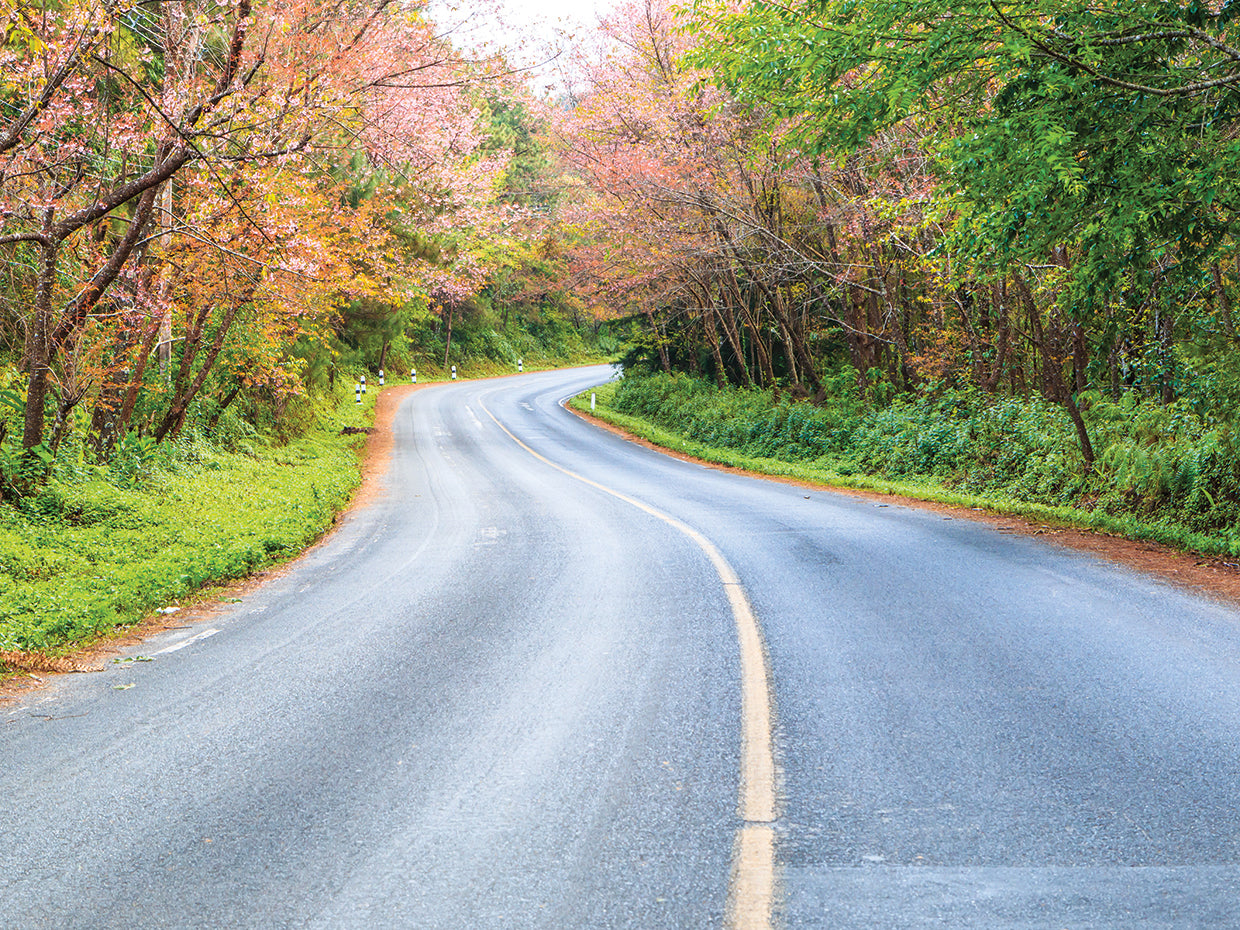 Blossom Winding Road