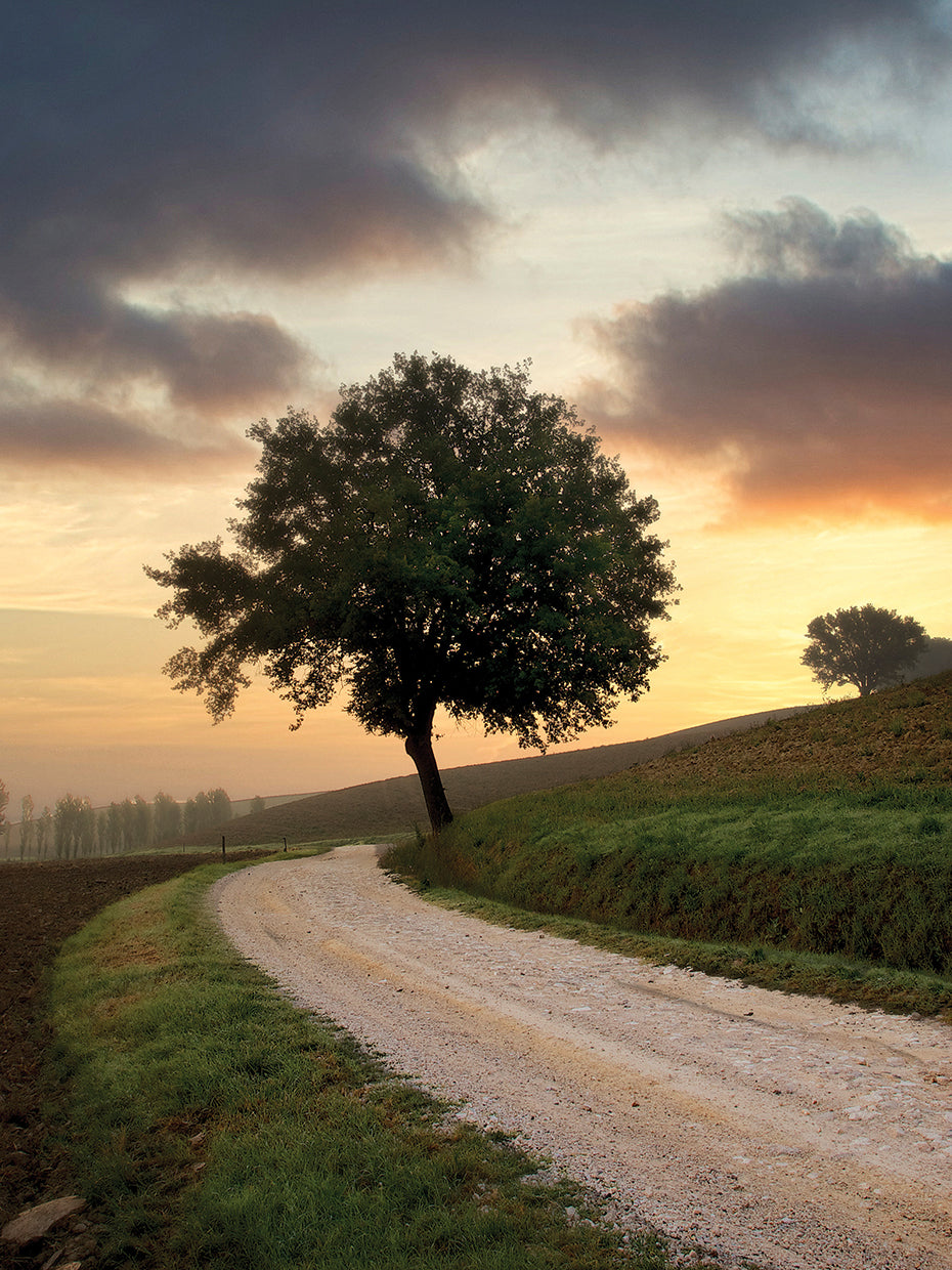 Tuscan Farm Road Sunrise #2