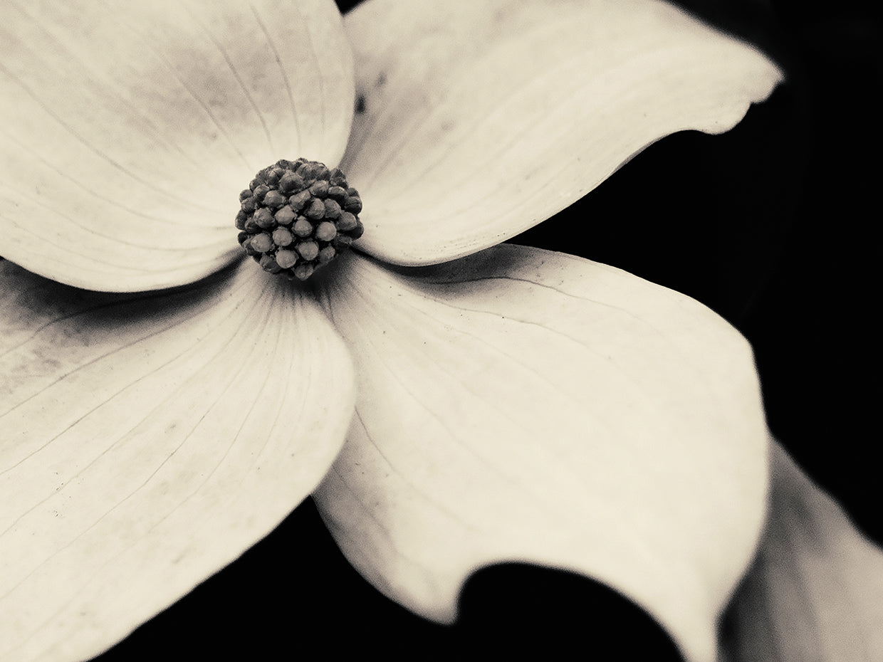 Dogwood Flower
