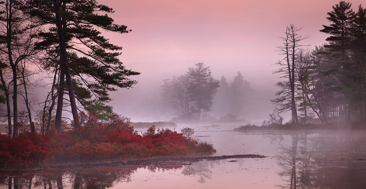 Pink Fog