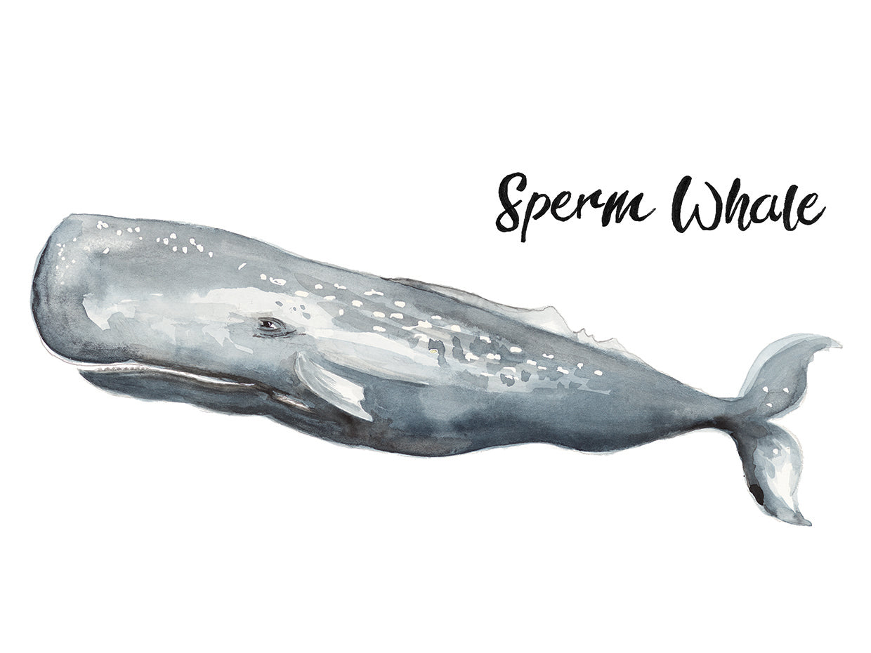 Sperm Whale