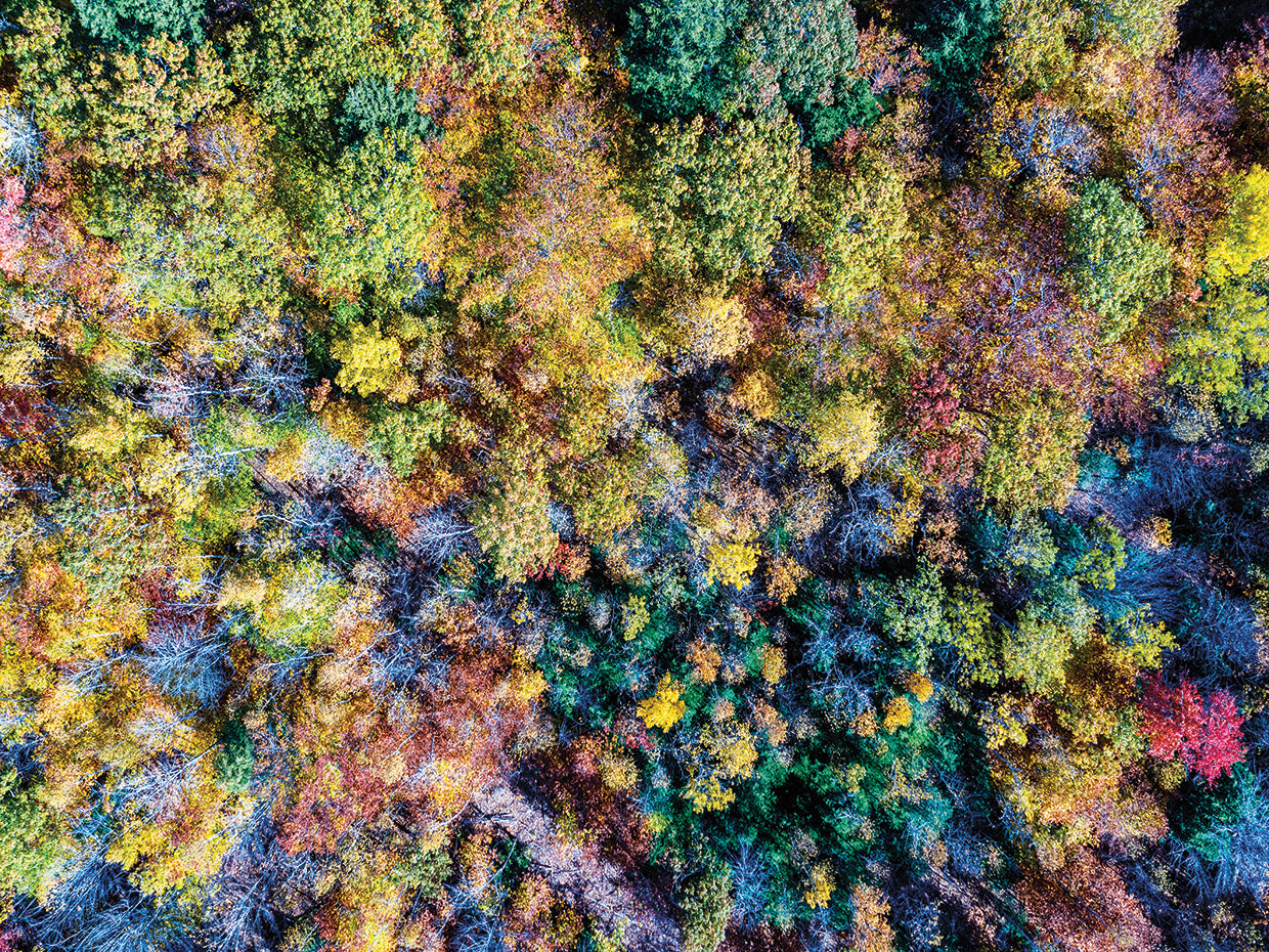 Aerial Fall Trees