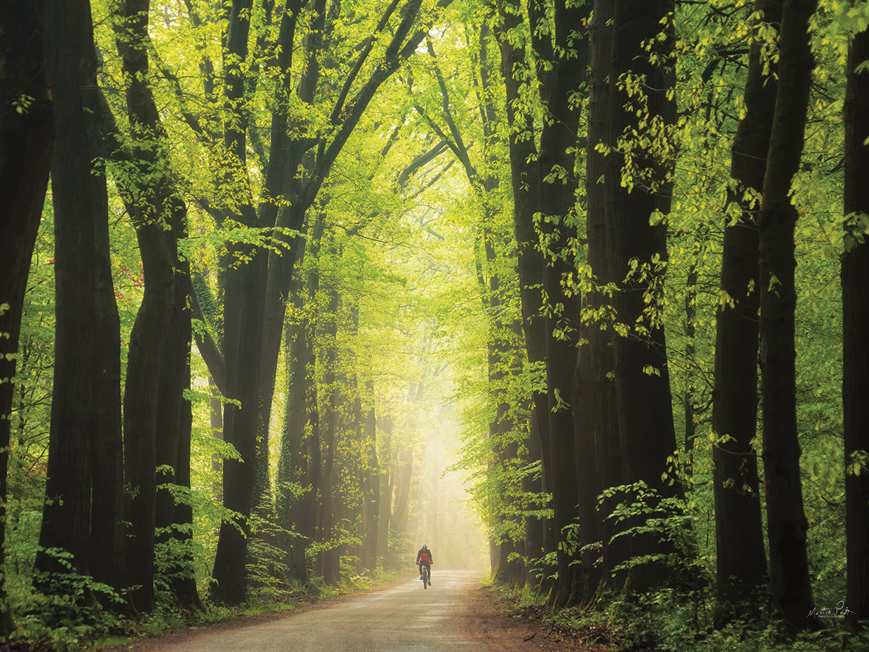 Among Giants in Springtime