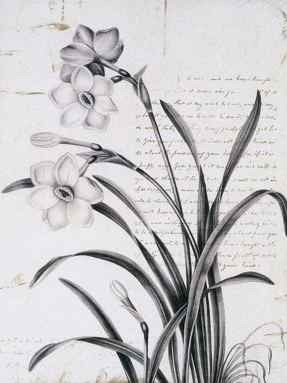 Argyle et Fleurs Detail II