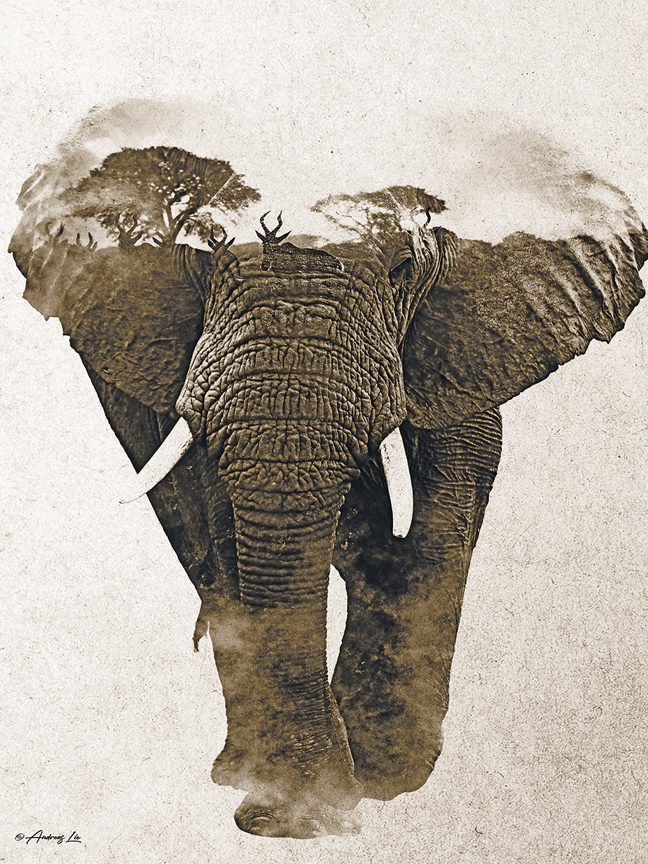 Elephant Walk