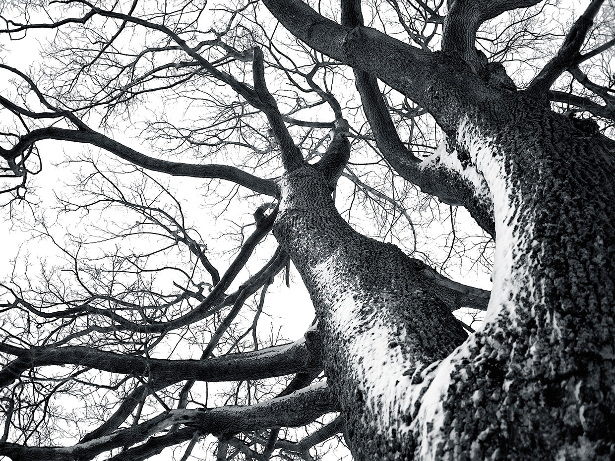 Reaching for Winter Tree