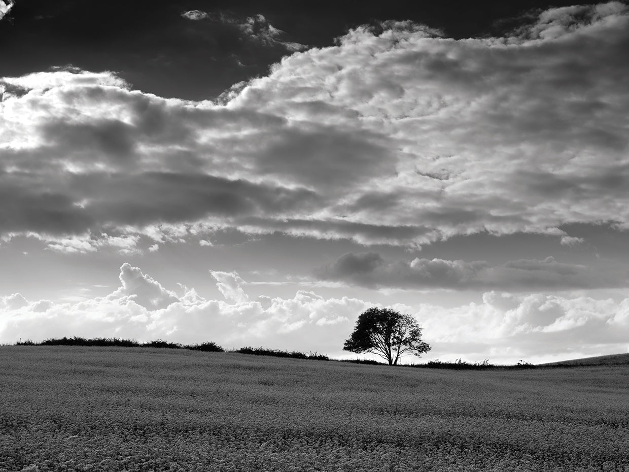 B/W Buckwheat Fields