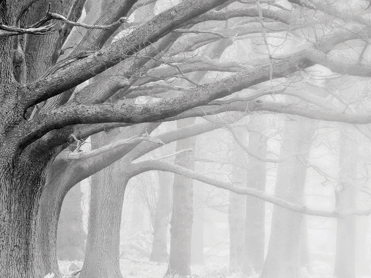 Silver Seasons Forest