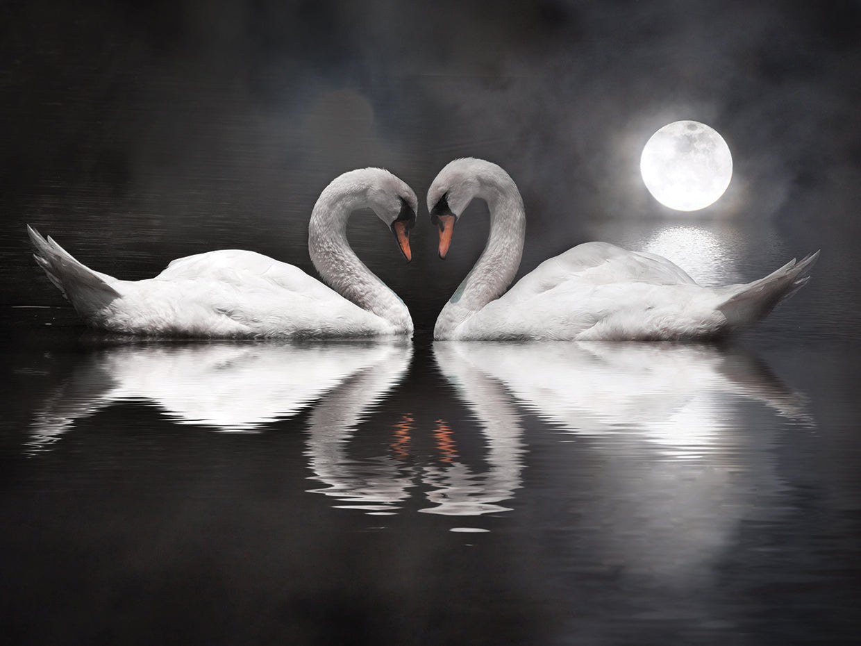 Loving Swans Valentine
