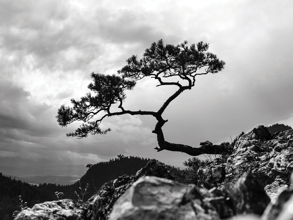 Arte de lienzo de árbol de pino polaco pacífico