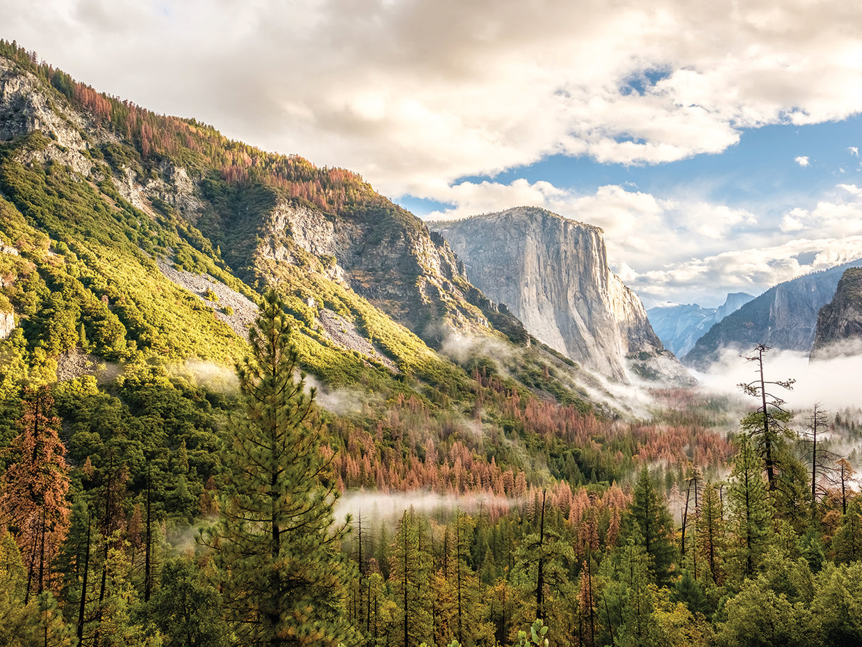 Arte de la lona de la niebla del bosque de Yosemite