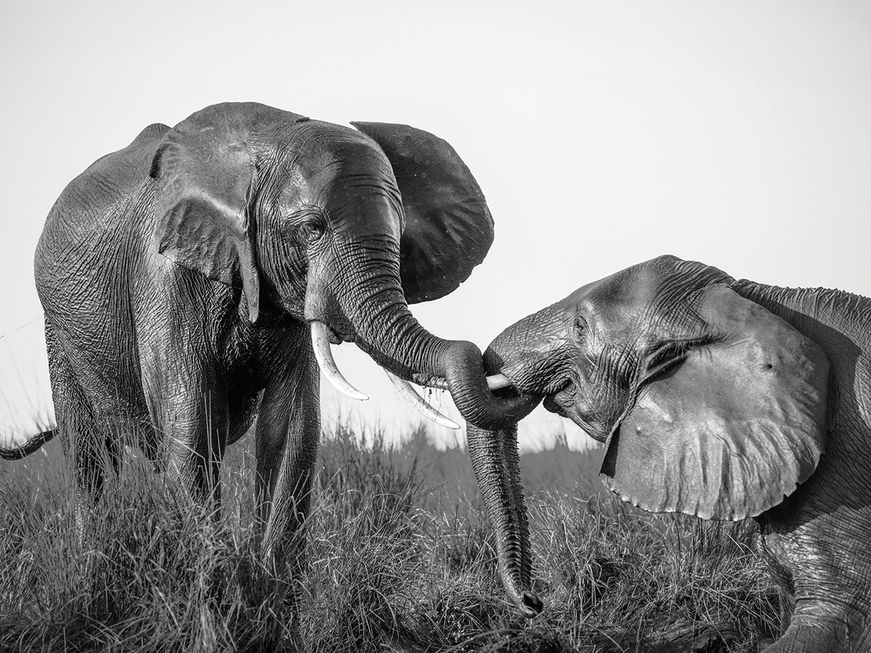 Arte de la lona de los juegos del elefante de la orilla