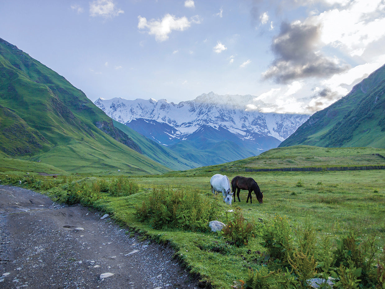 Grazing Horses Summer River